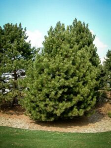 Сосна Чёрная (Pinus Nigra) купить по цене от 270.00р. в интернет-магазине «Посадика» с доставкой почтой в в Мещовске и по всей России – [изображение №1].