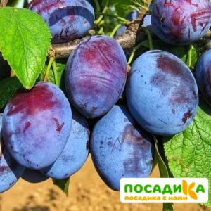 Слива Чачакская ранняя купить по цене от 229.00р. в интернет-магазине «Посадика» с доставкой почтой в в Мещовске и по всей России – [изображение №1].