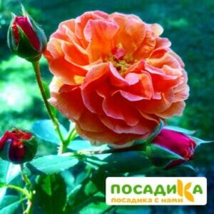 Роза Арабия купить по цене от 350.00р. в интернет-магазине «Посадика» с доставкой почтой в в Мещовске и по всей России – [изображение №1].