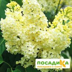 Сирень Примроуз (Primrose) купить по цене от 529.00р. в интернет-магазине «Посадика» с доставкой почтой в в Мещовске и по всей России – [изображение №1].