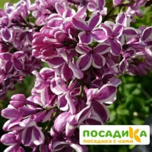 Сирень Сенсация купить по цене от 529.00р. в интернет-магазине «Посадика» с доставкой почтой в в Мещовске и по всей России – [изображение №1].