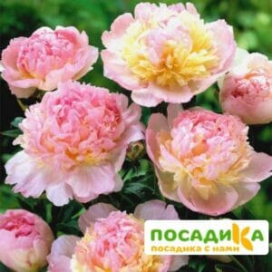 Пион Распберри Сандей (Paeonia Raspberry Sundae) купить по цене от 959р. в интернет-магазине «Посадика» с доставкой почтой в в Мещовске и по всей России – [изображение №1].