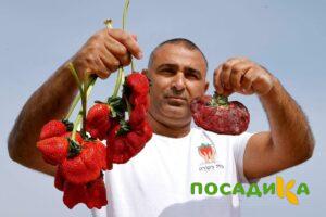 Клубника Гигант Джорнея купить по цене от 266р. в интернет-магазине «Посадика» с доставкой почтой в в Мещовске и по всей России – [изображение №1].