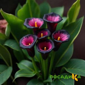 Калла Аура Лейс купить по цене от 400р. в интернет-магазине «Посадика» с доставкой почтой в в Мещовске и по всей России – [изображение №1].
