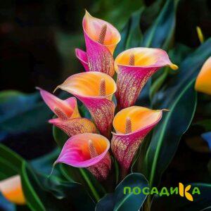 Калла Оникс купить по цене от 450р. в интернет-магазине «Посадика» с доставкой почтой в в Мещовске и по всей России – [изображение №1].