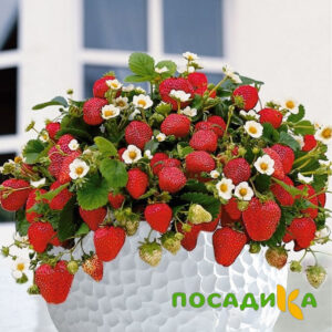 Клубника Рубиновый Шепот (горшечная) купить по цене от 240р. в интернет-магазине «Посадика» с доставкой почтой в в Мещовске и по всей России – [изображение №1].