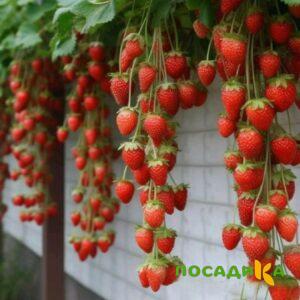 Клубника вьющаяся Комплимент купить по цене от 470р. в интернет-магазине «Посадика» с доставкой почтой в в Мещовске и по всей России – [изображение №1].