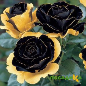 Роза Ханни Сикл купить по цене от 700р. в интернет-магазине «Посадика» с доставкой почтой в в Мещовске и по всей России – [изображение №1].