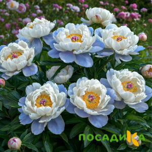 Пион акварельный Этюд купить по цене от 806р. в интернет-магазине «Посадика» с доставкой почтой в в Мещовске и по всей России – [изображение №1].