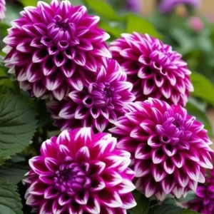 Георгин Кристал Корт купить по цене от 602р. в интернет-магазине «Посадика» с доставкой почтой в в Мещовске и по всей России – [изображение №1].