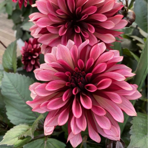 Георгин Перли Сансет купить по цене от 309р. в интернет-магазине «Посадика» с доставкой почтой в в Мещовске и по всей России – [изображение №1].