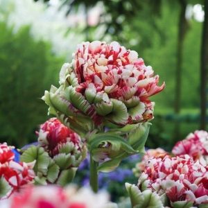 Тюльпан Дабл Флеминг Берд купить по цене от 249р. в интернет-магазине «Посадика» с доставкой почтой в в Мещовске и по всей России – [изображение №1].