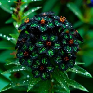 Флокс Ривьера купить по цене от 299р. в интернет-магазине «Посадика» с доставкой почтой в в Мещовске и по всей России – [изображение №1].