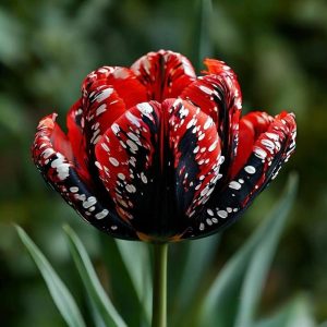 Тюльпан Вельвет Файер купить по цене от 394р. в интернет-магазине «Посадика» с доставкой почтой в в Мещовске и по всей России – [изображение №1].