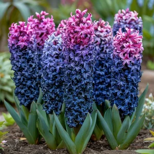 Гиацинт Блю Спринг купить по цене от 2099р. в интернет-магазине «Посадика» с доставкой почтой в в Мещовске и по всей России – [изображение №1].