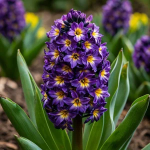 Гиацинт Вельвет Колор купить по цене от 2099р. в интернет-магазине «Посадика» с доставкой почтой в в Мещовске и по всей России – [изображение №1].