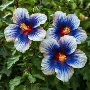 Гибискус Илюжн Вилью купить по цене от 259р. в интернет-магазине «Посадика» с доставкой почтой в в Мещовске и по всей России – [изображение №1].