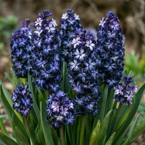 Гиацинт Блум Клауд купить по цене от 2099р. в интернет-магазине «Посадика» с доставкой почтой в в Мещовске и по всей России – [изображение №1].