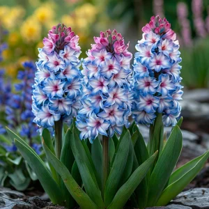 Гиацинт Пинк Мари купить по цене от 2099р. в интернет-магазине «Посадика» с доставкой почтой в в Мещовске и по всей России – [изображение №1].