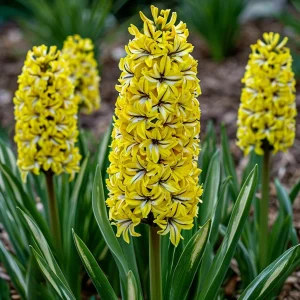 Гиацинт Сансет Голд купить по цене от 2099р. в интернет-магазине «Посадика» с доставкой почтой в в Мещовске и по всей России – [изображение №1].