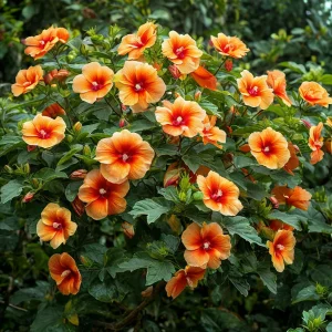 Гибискус Кристал Рэй купить по цене от 458р. в интернет-магазине «Посадика» с доставкой почтой в в Мещовске и по всей России – [изображение №1].