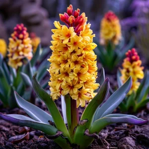 Гиацинт Миднайт Мистери купить по цене от 2099р. в интернет-магазине «Посадика» с доставкой почтой в в Мещовске и по всей России – [изображение №1].