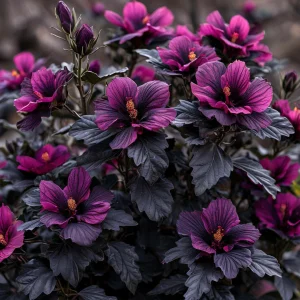 Гибискус Корал Чарм купить по цене от 271р. в интернет-магазине «Посадика» с доставкой почтой в в Мещовске и по всей России – [изображение №1].