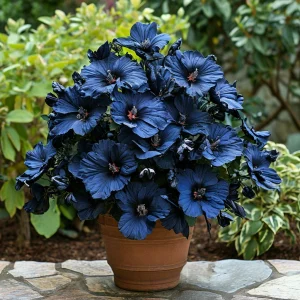 Гибискус Селестиал Флейм купить по цене от 326р. в интернет-магазине «Посадика» с доставкой почтой в в Мещовске и по всей России – [изображение №1].