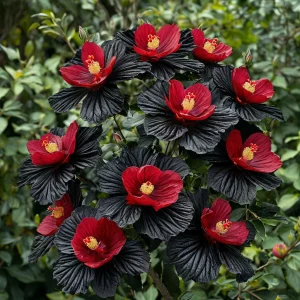 Гибискус Ройял Афеа купить по цене от 460р. в интернет-магазине «Посадика» с доставкой почтой в в Мещовске и по всей России – [изображение №1].