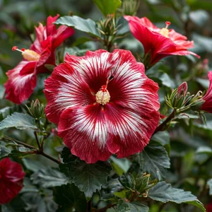 Гибискус Пурпл Мистик купить по цене от 360р. в интернет-магазине «Посадика» с доставкой почтой в в Мещовске и по всей России – [изображение №1].