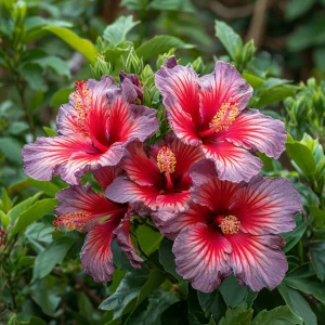 Гибискус Кримсон Флейм купить по цене от 479р. в интернет-магазине «Посадика» с доставкой почтой в в Мещовске и по всей России – [изображение №1].