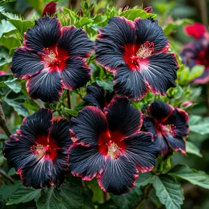 Гибискус садовый Файер Дэнсер купить по цене от 450р. в интернет-магазине «Посадика» с доставкой почтой в в Мещовске и по всей России – [изображение №1].