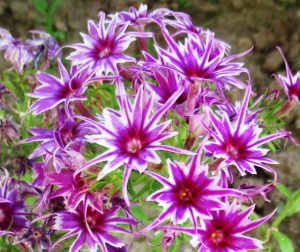 Флокс Звездное Кружево купить по цене от 361р. в интернет-магазине «Посадика» с доставкой почтой в в Мещовске и по всей России – [изображение №1].