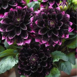 Георгин Лаванда Лейс купить по цене от 679р. в интернет-магазине «Посадика» с доставкой почтой в в Мещовске и по всей России – [изображение №1].